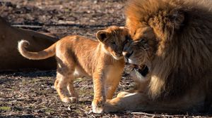 Превью обои лев, львенок, забота, хищники