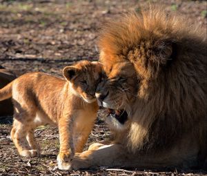 Превью обои лев, львенок, забота, хищники