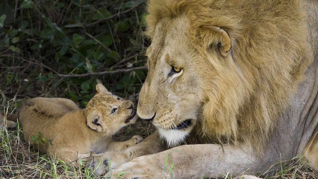 Обои лев, львенок, забота, нежность, семья