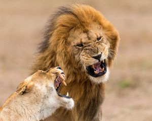 Превью обои лев, львица, агрессия, оскал