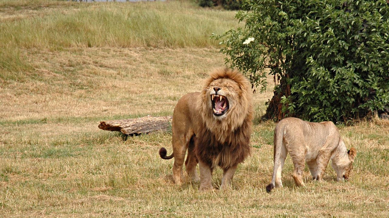 Обои лев, львица, агрессия, охота, трава, поле, бревно, дерево