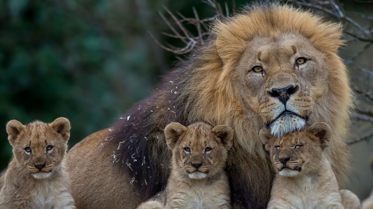 Обои лев, львица, детеныши, семья, хищники