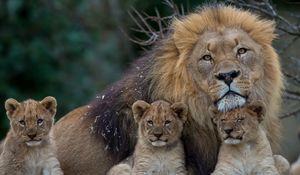 Превью обои лев, львица, детеныши, семья, хищники