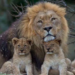 Превью обои лев, львица, детеныши, семья, хищники
