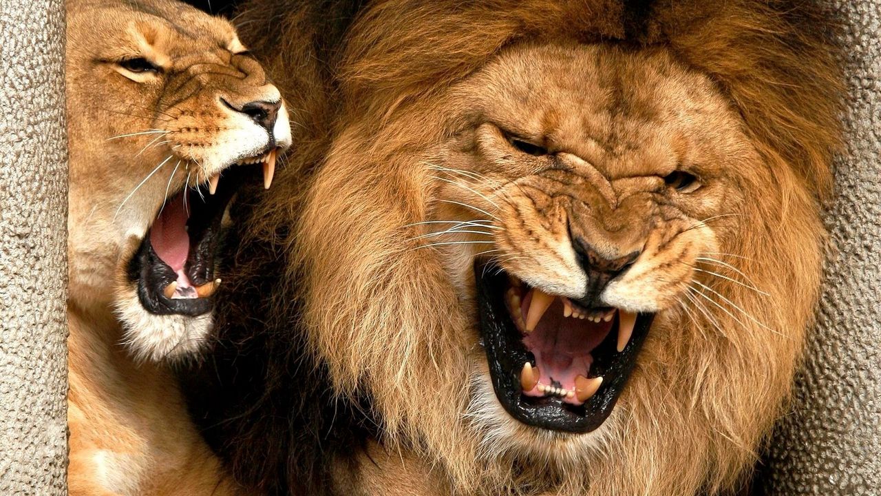 Обои лев, львица, грива, оскал, злость, агрессия