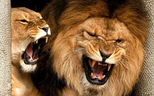Превью обои лев, львица, грива, оскал, злость, агрессия