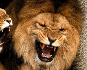 Превью обои лев, львица, грива, оскал, злость, агрессия