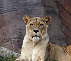 Превью обои лев, львица, хищник, лежит, взгляд