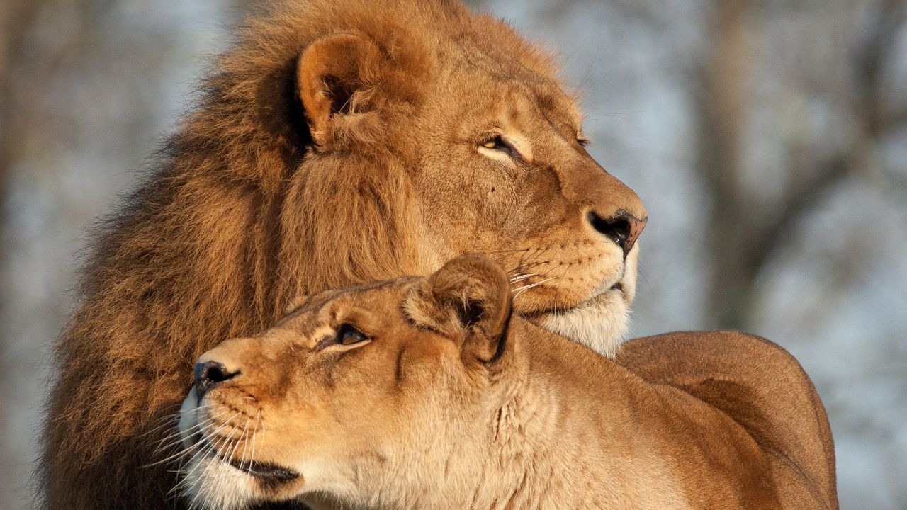 Обои лев, львица, хищники, нежность