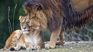 Превью обои лев, львица, хищники, животные, нежность