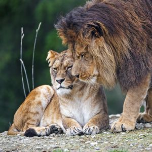 Превью обои лев, львица, хищники, животные, нежность