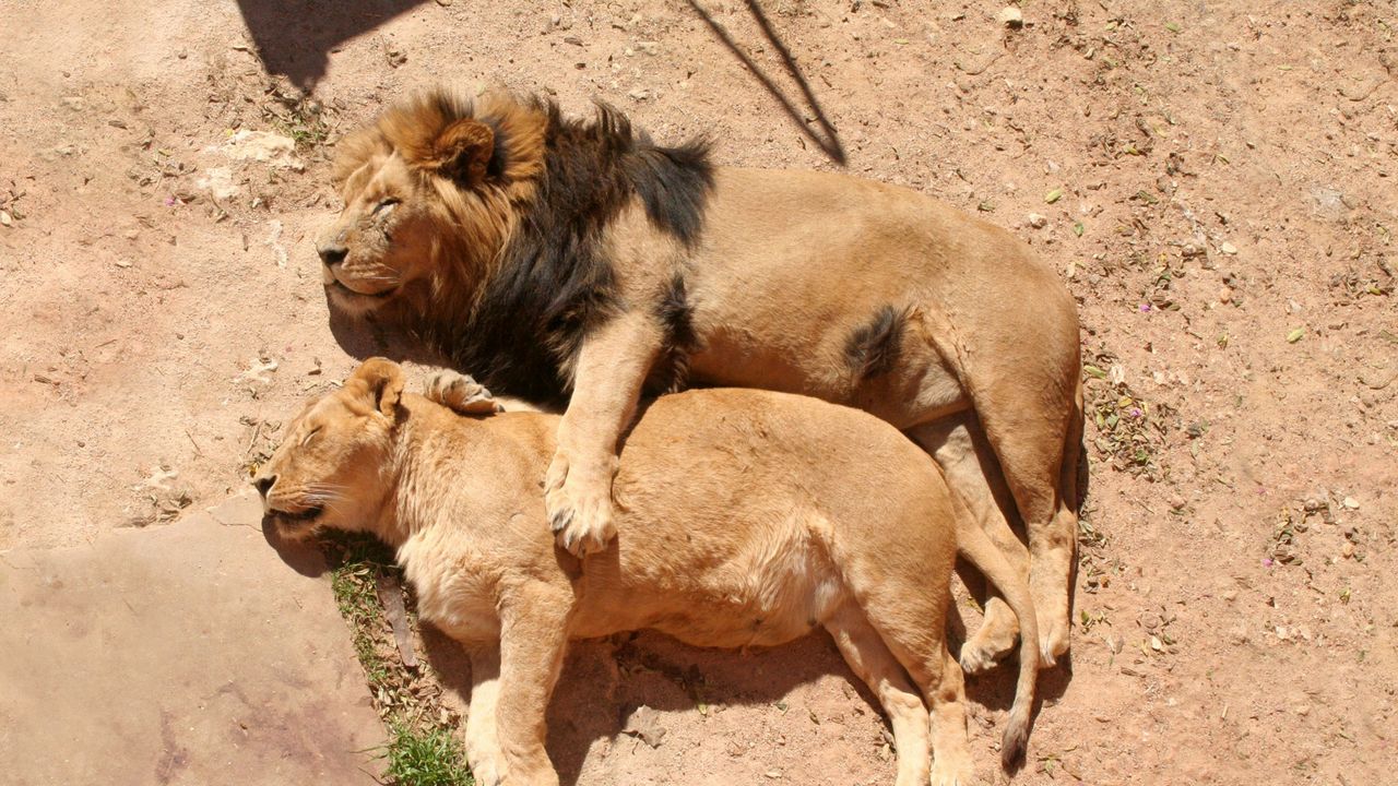 Обои лев, львица, лежать, объятия, забота, семья, сон, отдых