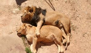 Превью обои лев, львица, лежать, объятия, забота, семья, сон, отдых
