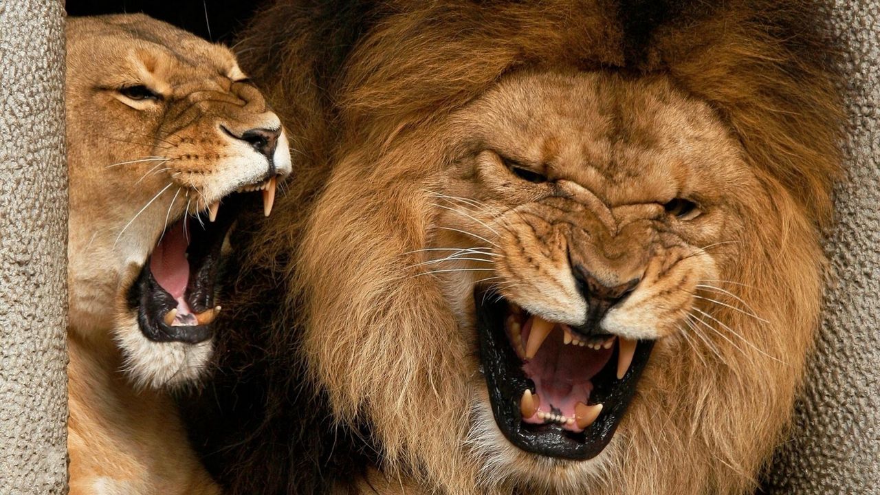 Обои лев, львица, пара, агрессия, оскал