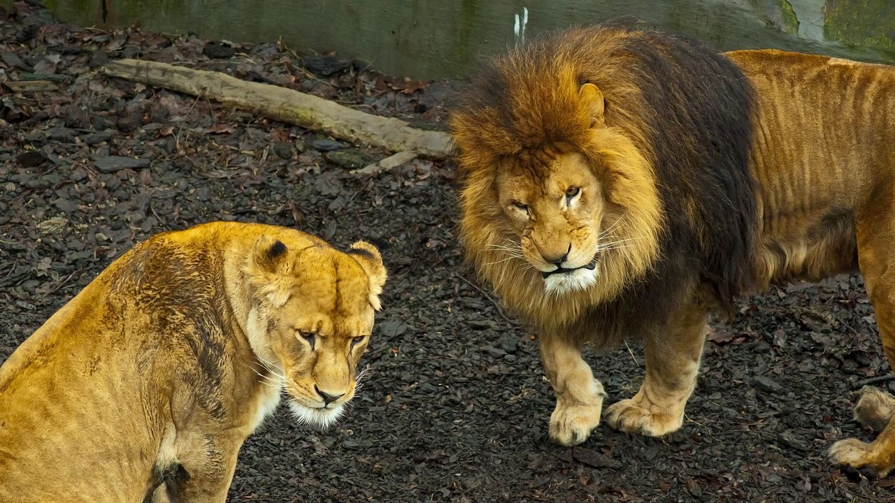 Обои лев, львица, прогулка, хищник