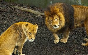 Превью обои лев, львица, прогулка, хищник