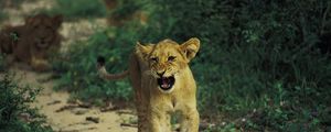 Превью обои лев, малыш, котёнок, рычание, хищник