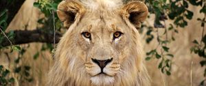 Превью обои лев, морда, большая кошка, милый