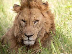 Превью обои лев, морда, хищник, взгляд, большая кошка, трава