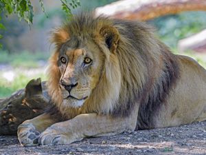 Превью обои лев, морда, хищник, взгляд, большая кошка, ветки