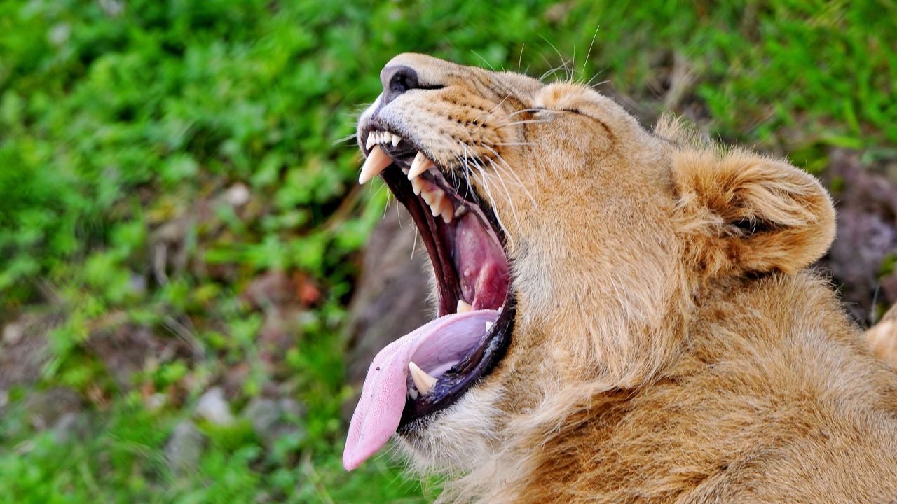 Обои лев, морда, оскал, профиль, высунутый язык, крик, агрессия, хищник