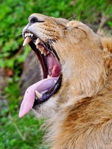 Превью обои лев, морда, оскал, профиль, высунутый язык, крик, агрессия, хищник