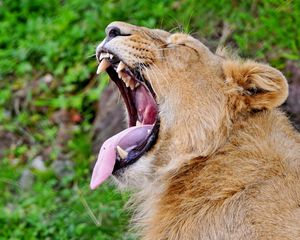 Превью обои лев, морда, оскал, профиль, высунутый язык, крик, агрессия, хищник