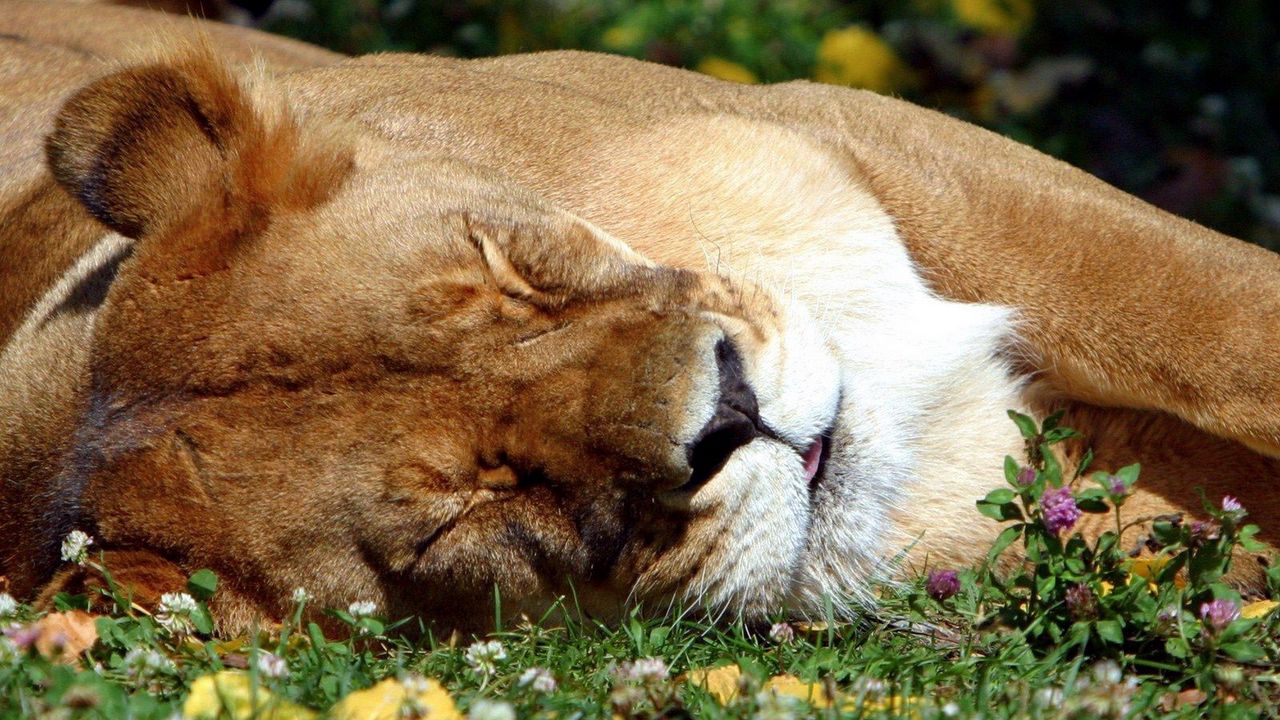 Обои лев, морда, сон, спящий, большая кошка