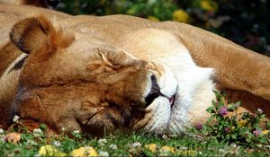 Превью обои лев, морда, сон, спящий, большая кошка