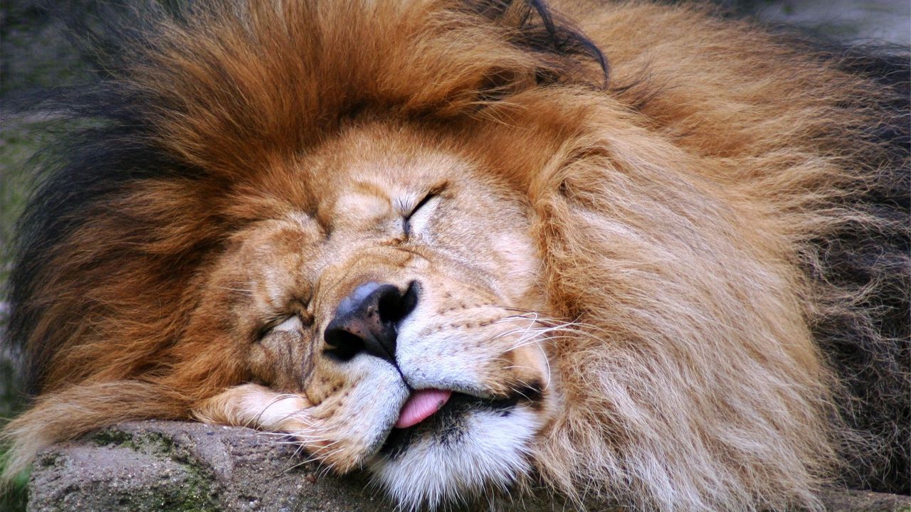 Обои лев, морда, сон, язык, грива, хищник, большая кошка