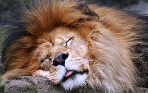 Превью обои лев, морда, сон, язык, грива, хищник, большая кошка