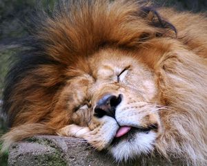 Превью обои лев, морда, сон, язык, грива, хищник, большая кошка
