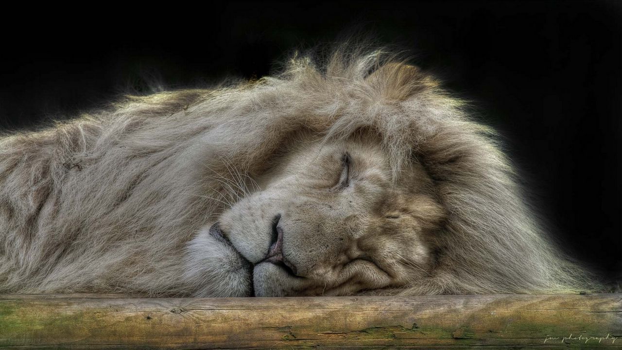 Обои лев, морда, сон, пушистый, большая кошка, хищник