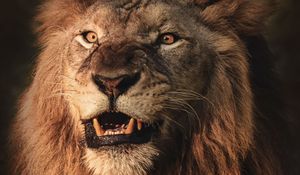Превью обои лев, оскал, агрессия, хищник, животное