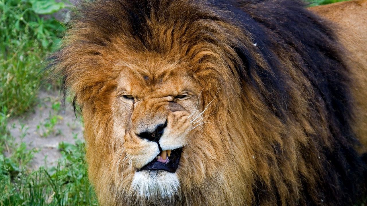 Обои лев, оскал, агрессия, морда, грива, хищник, царь зверей, большая кошка