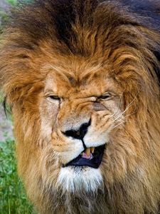 Превью обои лев, оскал, агрессия, морда, грива, хищник, царь зверей, большая кошка