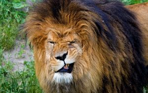 Превью обои лев, оскал, агрессия, морда, грива, хищник, царь зверей, большая кошка