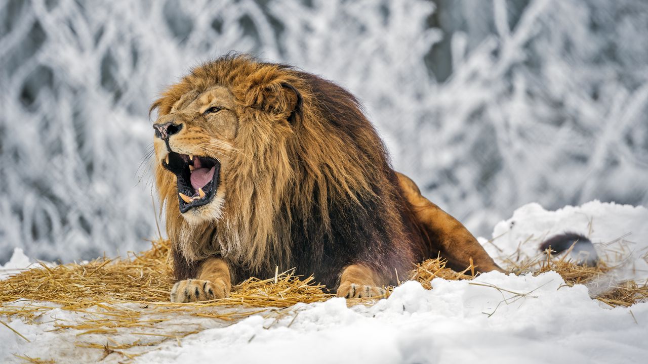 Обои лев, оскал, грива, хищник, большая кошка, снег, зима
