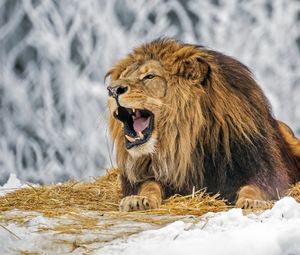Превью обои лев, оскал, грива, хищник, большая кошка, снег, зима