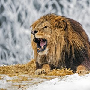 Превью обои лев, оскал, грива, хищник, большая кошка, снег, зима