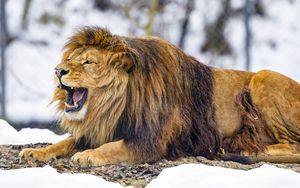 Превью обои лев, оскал, животное, хищник, царь зверей