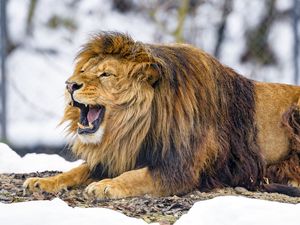 Превью обои лев, оскал, животное, хищник, царь зверей