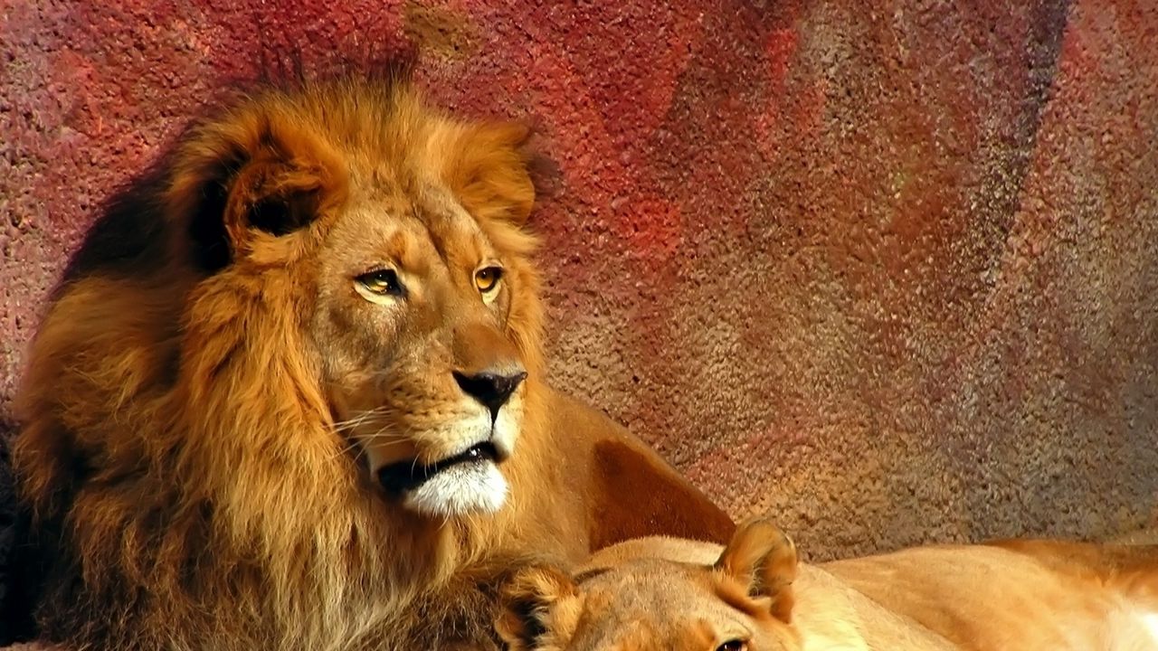 Обои лев, пара, грива, хищник, большая кошка