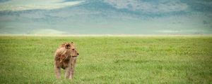 Превью обои лев, поле, трава, хищник, животное