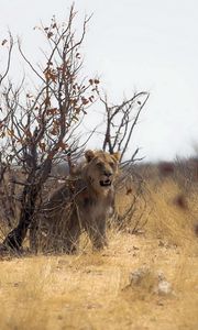 Превью обои лев, природа, африка