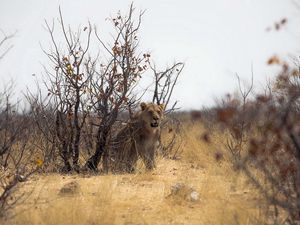 Превью обои лев, природа, африка