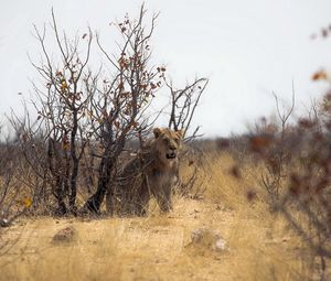 Превью обои лев, природа, африка