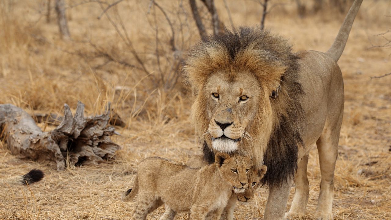Обои лев, самец, львята, семья, африка, хищники