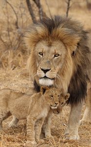 Превью обои лев, самец, львята, семья, африка, хищники
