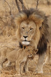 Превью обои лев, самец, львята, семья, африка, хищники